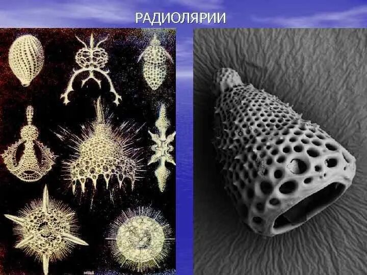 Как выглядит вирус радиолярия