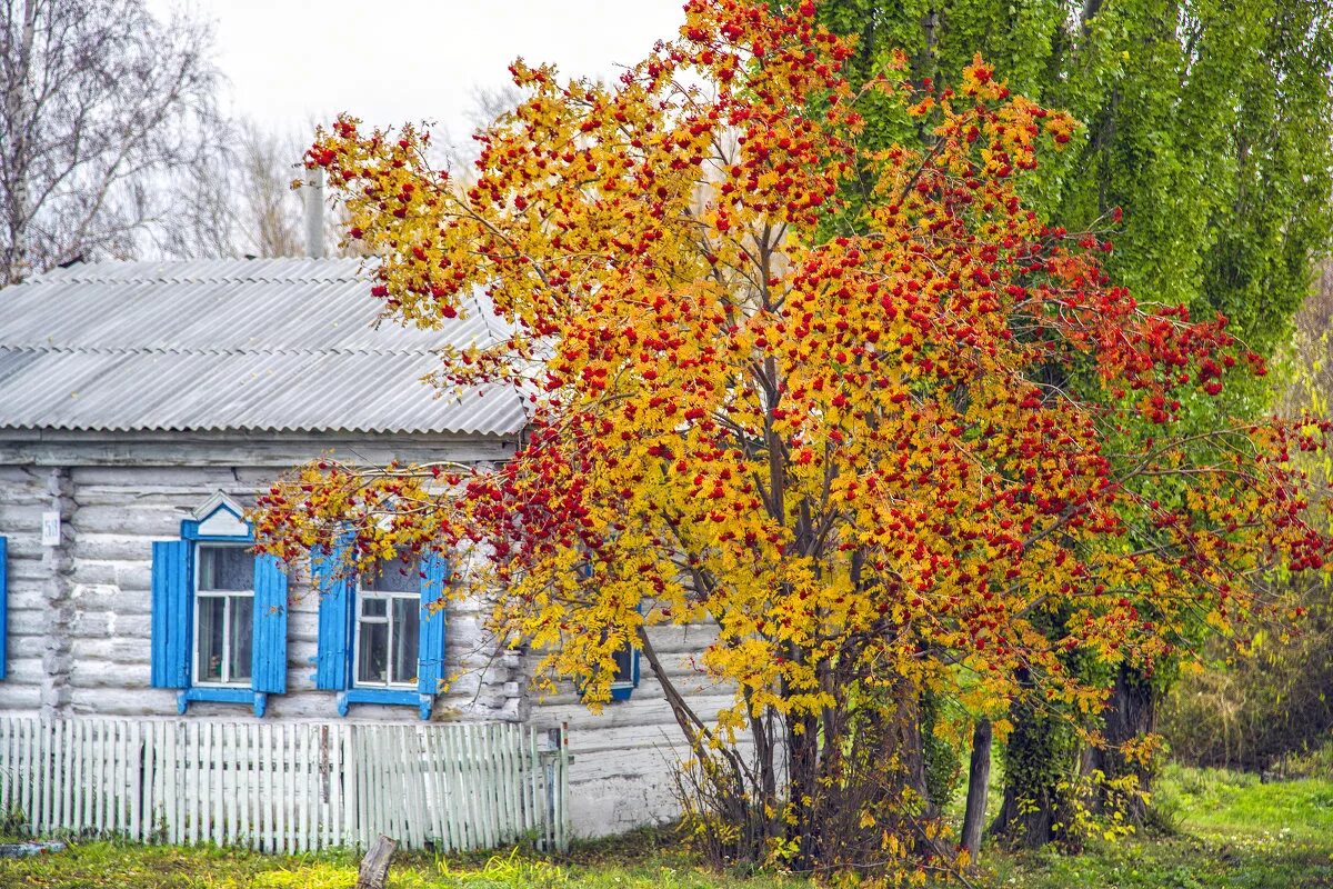 отчий дом в деревне. деревенский домик. картинки две березки у крыльца. углич усадьба березки.