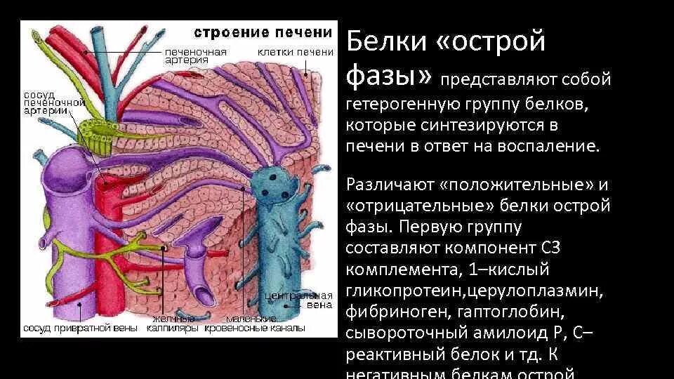 Печень вырабатывает белки. Печень иммунная система. Строение клетки печени. Печень анатомия.