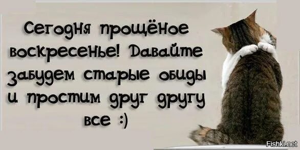 Старые обиды прощайте. Прощеное воскресенье коты. Прощенное воскресенье котики. С прощенным воскресеньем смешные. Прощеное воскресенье прикол.