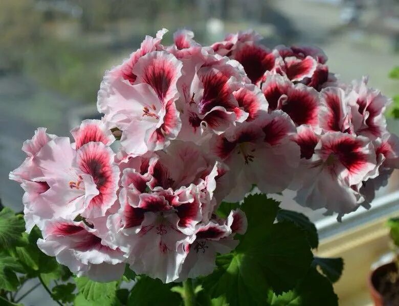 элеганс жанет пеларгония королевская. пеларгония элеганс адели королевская. пеларгония elegance tony. пеларгония королевская элеганс.