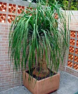 Plantum