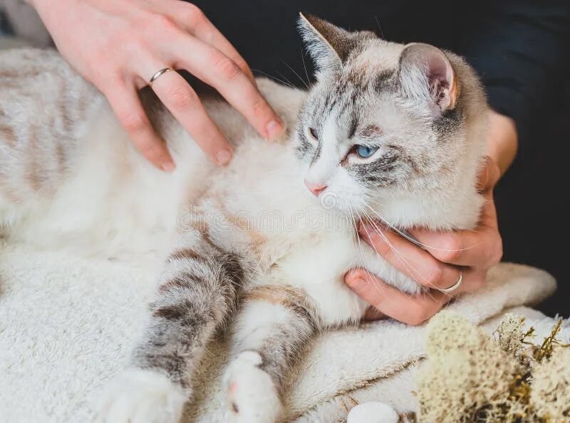 Почему кот делает массаж лапками. Массаж кошке. котик массажист. кот массажист картинки. кот массирует.
