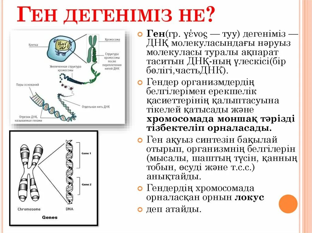 Сколько молекул днк в данной хромосоме. Ген дегеніміз не. ген и генетика. генетика хромосомы. генное днк.