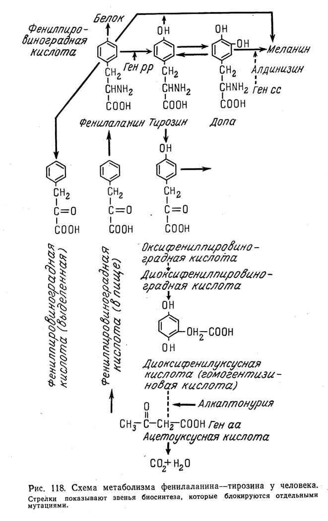 Фенилаланин биохимия. Схема метаболизма фенилаланина. Обмен фенилаланина и тирозина биохимия. Синтез тирозина биохимия. Схема обмена фенилаланина и тирозина.