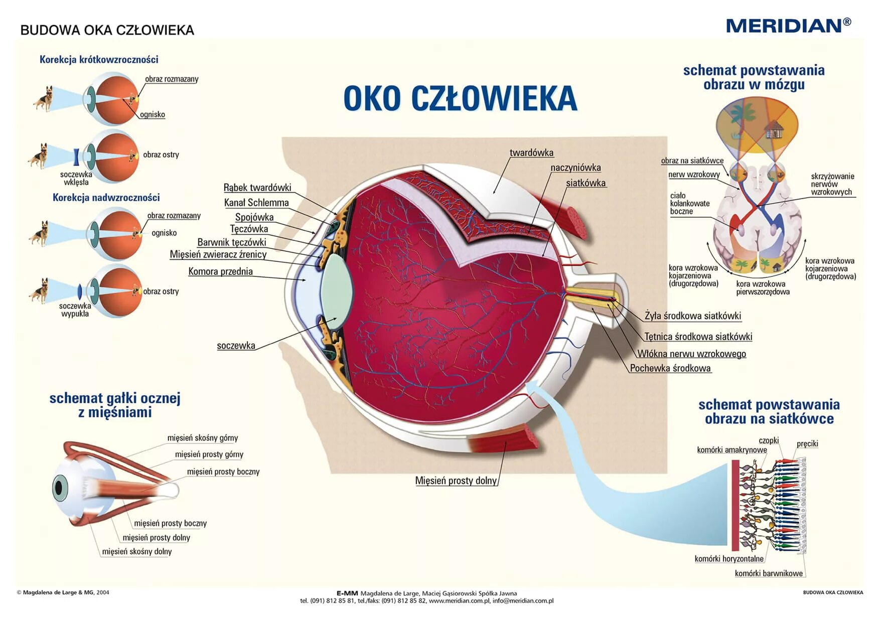 глаза фэнтези. око лого. красивые коричневые глаза. красивые радужки глаз. Oc o.