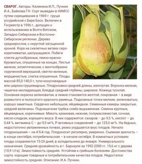 Груша сварог отзывы