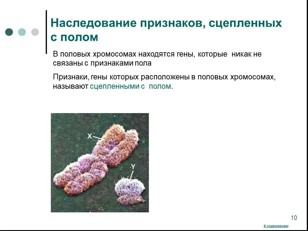 Половые хромосомы петуха
