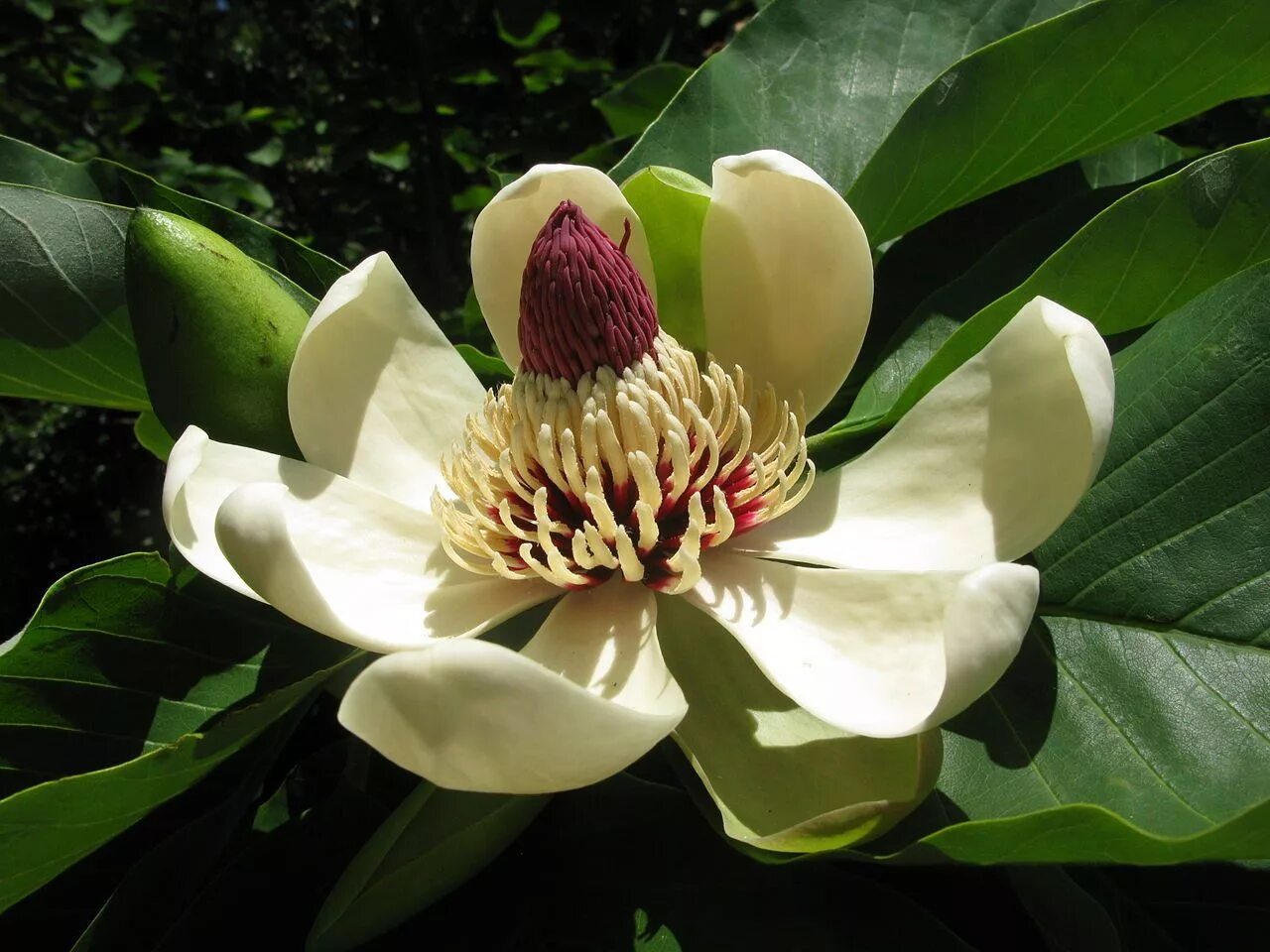 Магнолия обовата. Магнолия крупноцветковая магнолиевые. Magnolia оbovata (обратнояйцевидная). Магнолия белая цветок. Магнолиевые растения.