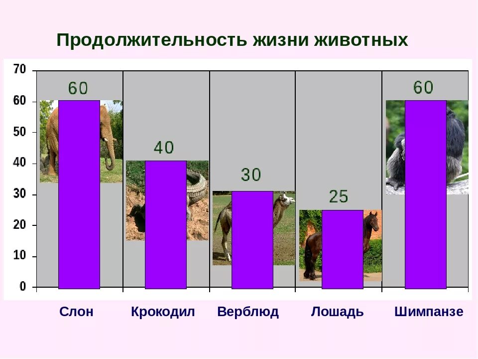 Сколько живут. Средняя Продолжительность жизни животных таблица. Продолжительность жизни животных таблица по окружающему миру 1 класс. Продолжительность жизни разных животных таблица 1 класс. Продолжитенльностьжизни животных.