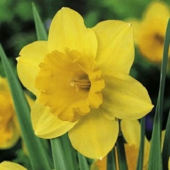 Narcissus нарцисс карлтон. Narcissus нарцисс карлтон. Нарцисс carlton. Нарцисс карлтон. Нарцисс карлтон фото.