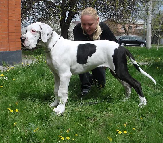 Щенок немецкого дога 4 месяца. Немецкий дог щенок 6 месяцев. Щенок немецкого дога 2 месяца. Немецкий дог щенок 3 месяца. Щенок немецкого дога 2 месяца.