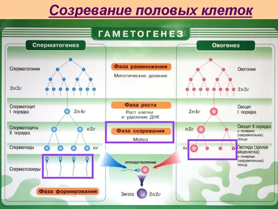 Б образуются направительные клетки. Стадии гаметогенеза и набор хромосом. Гаметогенез на примере животных. Зоны сперматогенез овогенез таблица. Фазы формирования половых клеток.