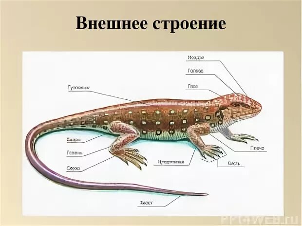 Внешнее строение животных изучает наука. Внешнее строение пресмыкающихся рисунок. варан внешнее строение. внешнее строение ящерицы схема. внешнее строение тритона обыкновенного.