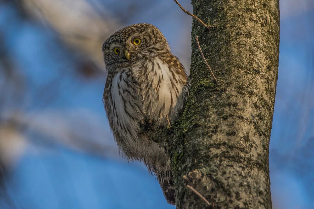 череп мохноногого сыча. сова мохноногий сыч. сыч отзывы. Athene сыч. воробьиный сычик зимой.