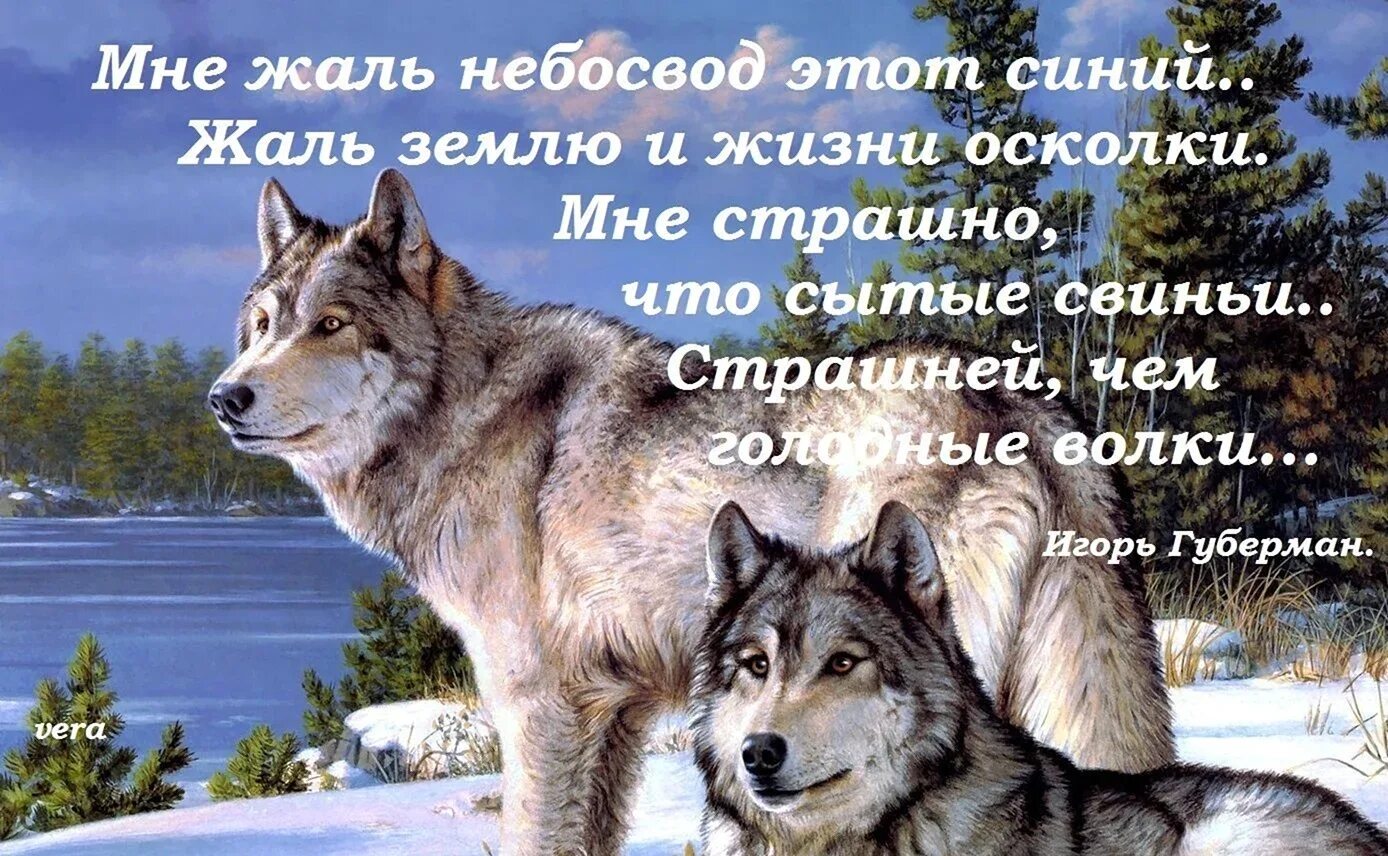 Мне жаль я бываю не прав. Мне страшно что сытые свиньи страшней чем Голодные волки. Мне жаль небосвод этот синий. Сытые свиньи страшнее голодных Волков. Мне жаль небосвод этот синий Губерман.