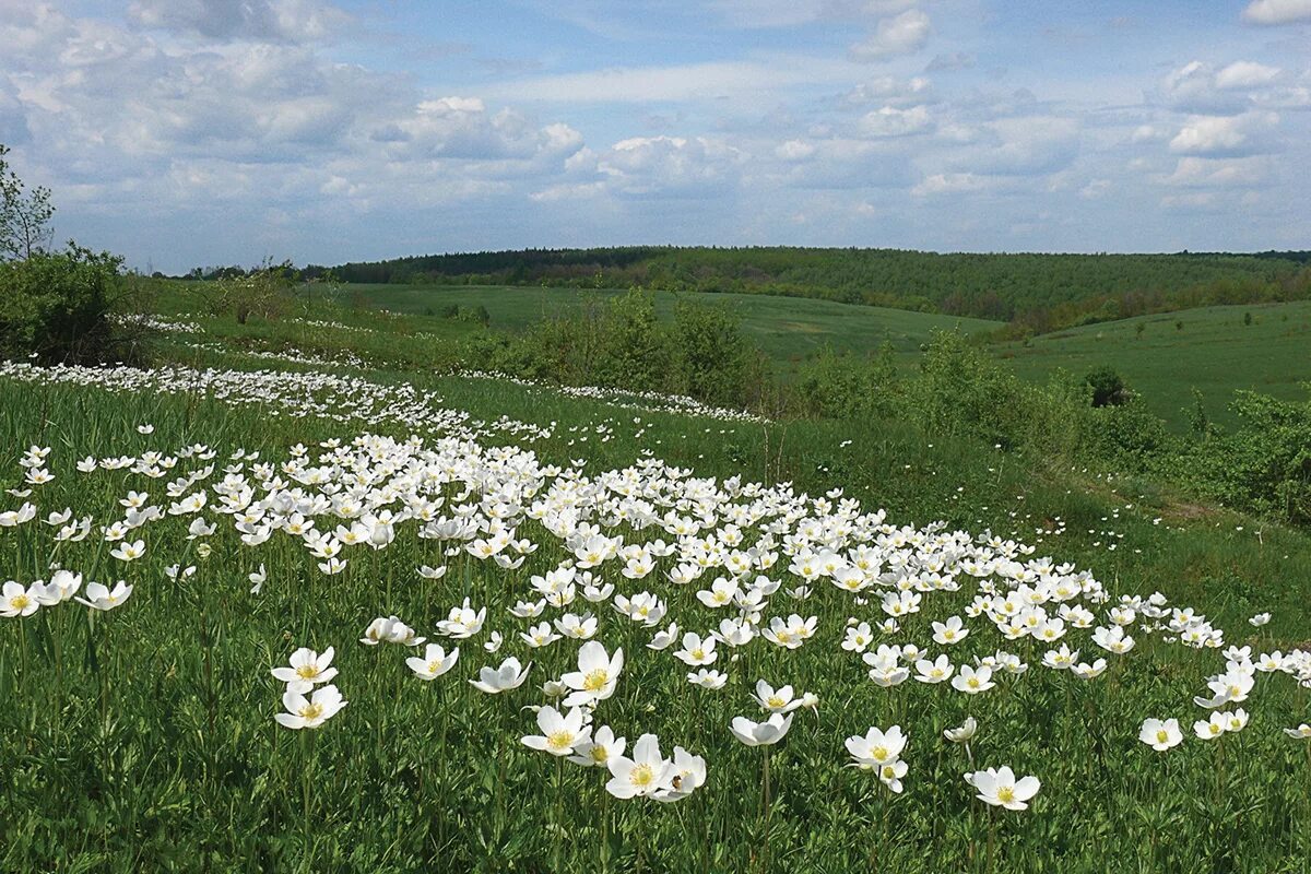 Куплю оптом воронежская область. Ландшафт Воронежской области. Воронежский район природа. Луг Воронежской области. Анемоны в Сторожевом Воронежская область.