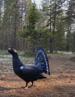 Глухарь 6