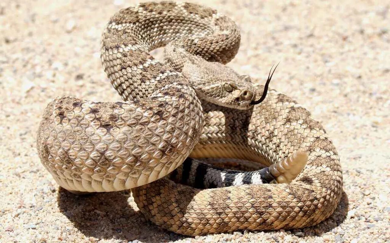 Пустынная гадюка земляная змея. Гадюка гремучая змея. Техасский гремучник змея. Гремучая змея (гремучник). Гремучая змея Мохаве.