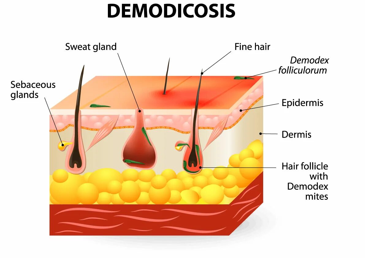 Клещ железница (demodex folliculorum). Клещ демодекс жизненный цикл. Face mite. Существа которые живут в ресницах. Ресничный клещ демодекс.