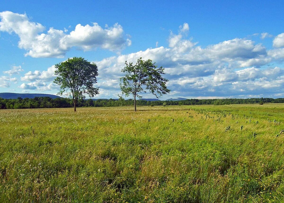 Grasslands are known by