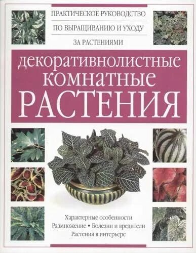 Декоративнолистные комнатные растения. Декоративнолистные комнатные растения книга. Комнатное растение декоративнолистное растение. Декоративнолистные комнатные растения фото и названия.