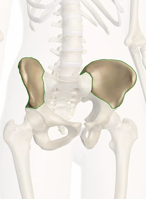 Подвздошная кость. Подвздошная кость лобковая кость седалищная кость. Подвздошная кость (os Ilium). Тазовая кость подвздошная кость.