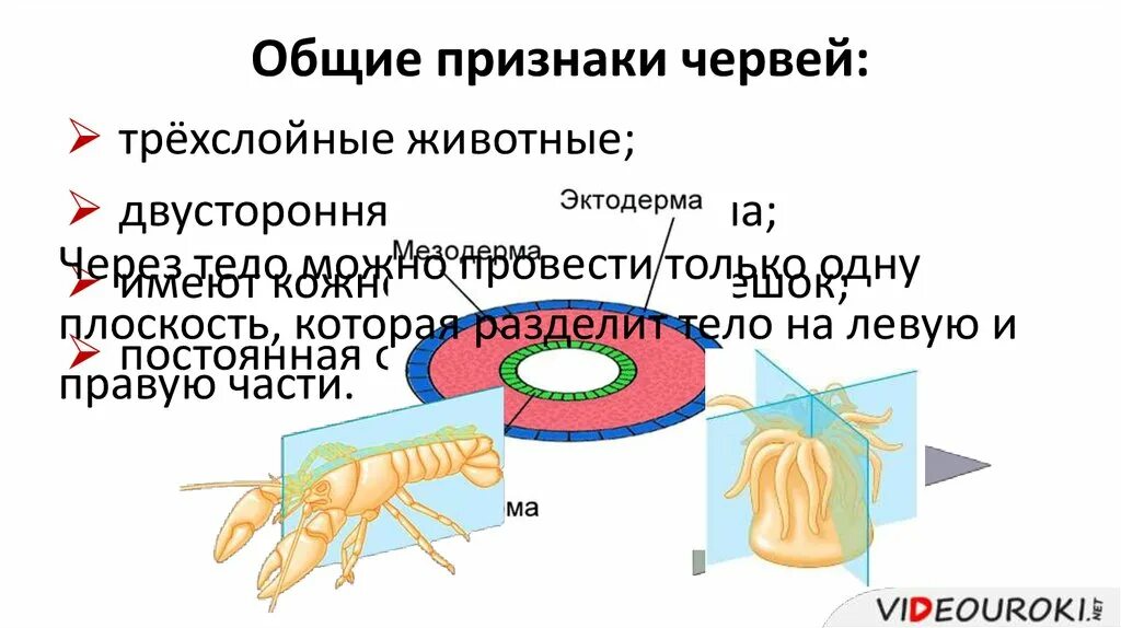 Общие признаки червей. Трёхслойные животные признаки. Отличительные особенности червей. Трехслойные животные. Группа черви признаки группы