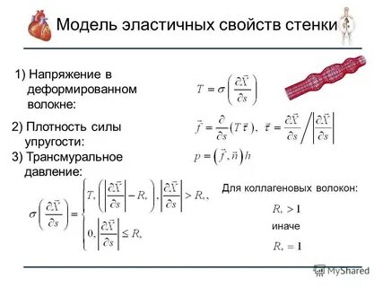 Эластичные свойства