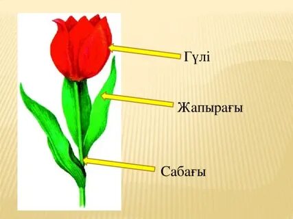 Қыз ақ шұлықпен мастурбация жасайды