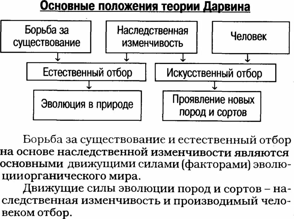 Основные положения эволюционного учения ч Дарвина кратко. Основные положения теории эволюции ч Дарвина. Основные положения эволюционной теории Дарвина 9 класс. Основные положения теории Дарвина 4.