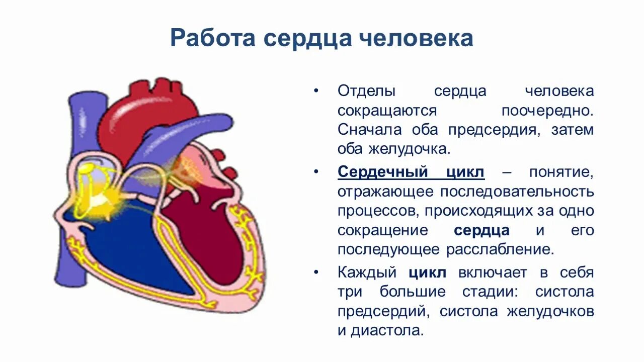 Сердце биология тест. Малый круг кровообращения 8 класс биология. Кровообращение 8 класс биология. Круги кровообращения презентация 8 класс биология. Таблица круги кровообращения 8 класс биология.