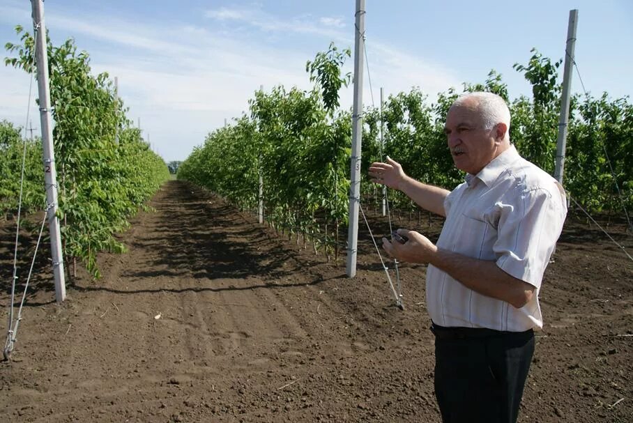 Ооо выселки. ОАО Радуга Новопокровский район Краснодарского края. Закладка фруктового сада. Интенсивный сад. Закладка черешневого сада.