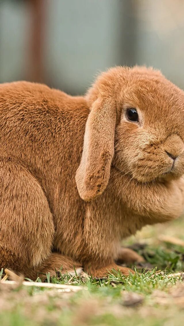 Red bunny. Red bunny. Atk red bunny. Красивая зайка девушка. Зайчиха клипарт.