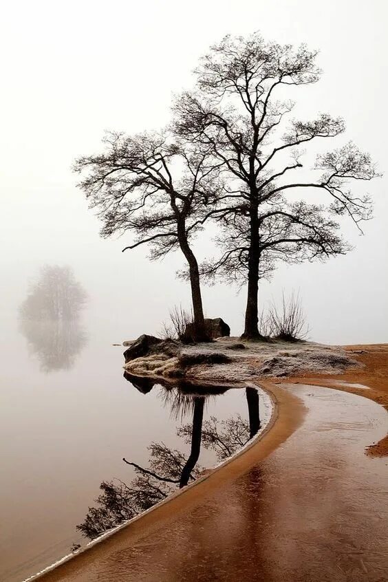 Дерево молчания. Фотоискусство пейзаж. Красивый пейзаж. Красивый пейзаж лаконичный. Тишина природы.