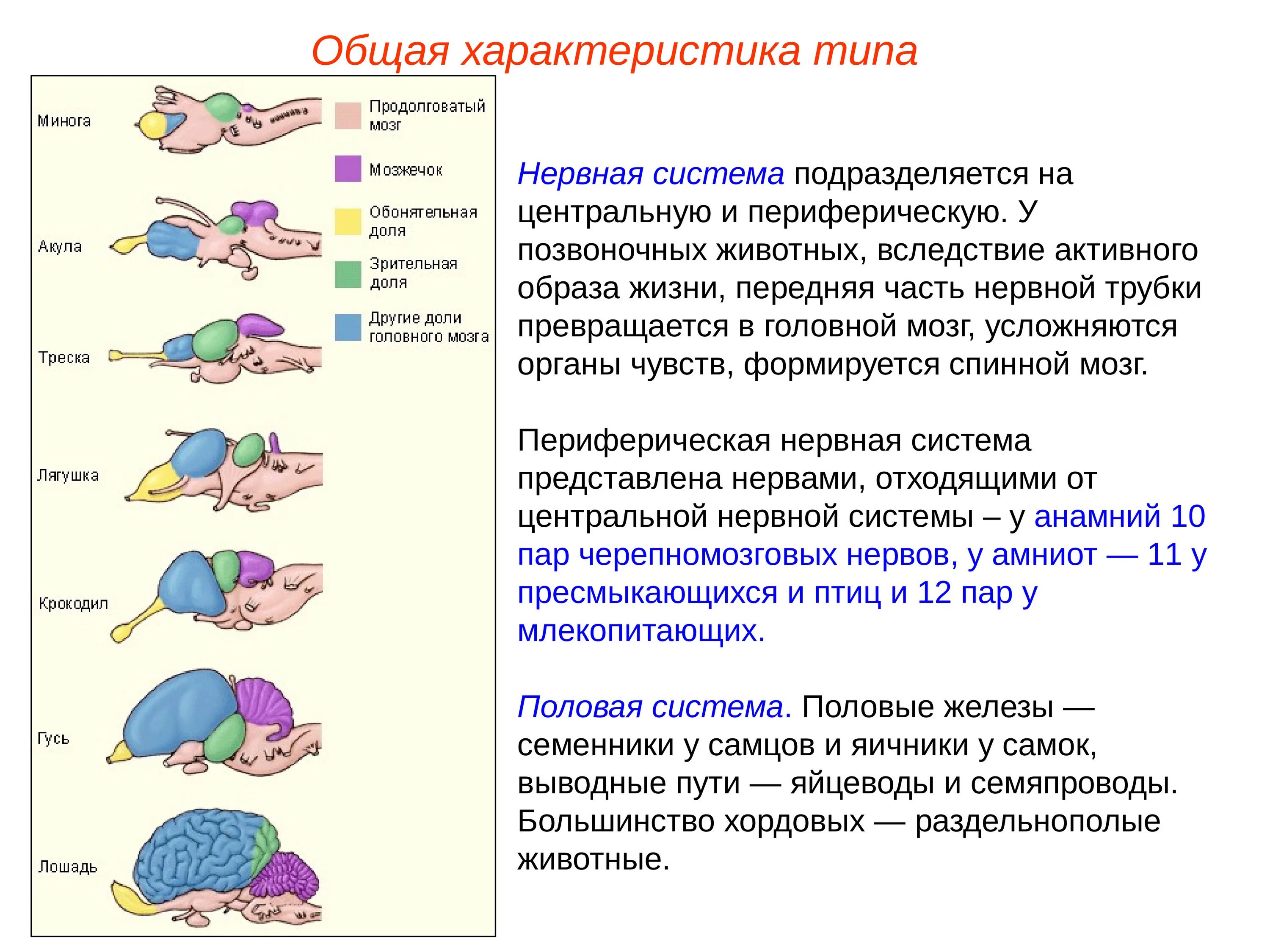 Направления эволюции головного мозга. Тип нервной системы у хордовых. Нервная система позвоночных животных характеристика. Характеристика отделов головного мозга позвоночных. Строение головного мозга позвоночных животных 6 класс.