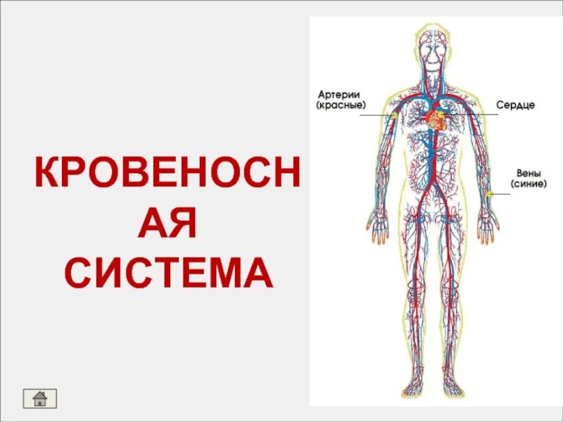 Системы органов человека 4 класс ВПР. Системы органов человека 4 класс. Системы органов человека 4 класс окружающий мир. Тело человека презентация 4 класс.