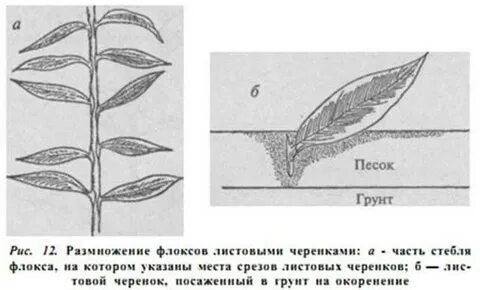 Черенкование флоксов