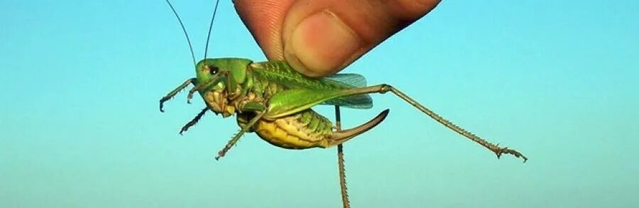 Обкуренный кузнечик. Кузнечик куренцова. Черногорский кузнечик. Самый большой саранча. Жизнь чай чудо щука шить саранча.