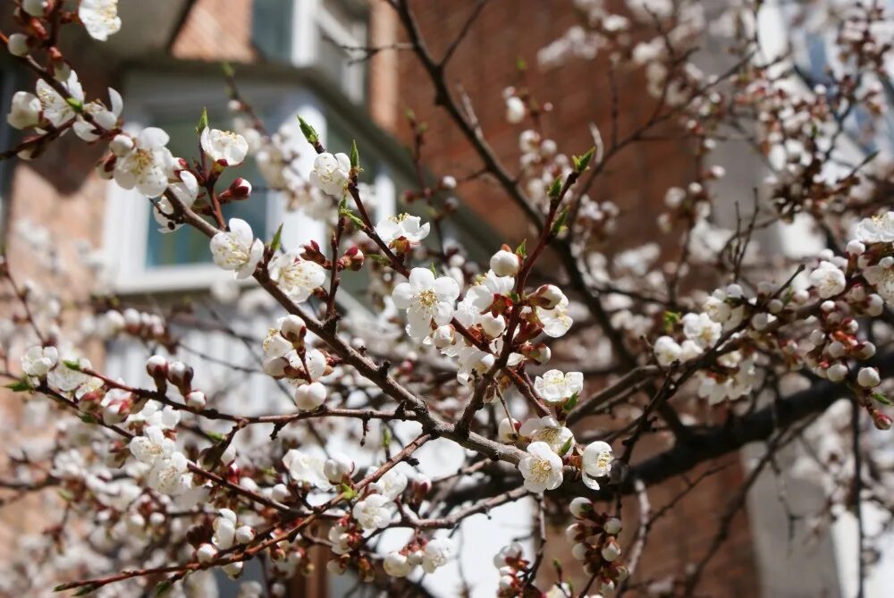 Что зацветает в апреле. Цветущий абрикос. Абрикос дерево весной. Цветение урюка.