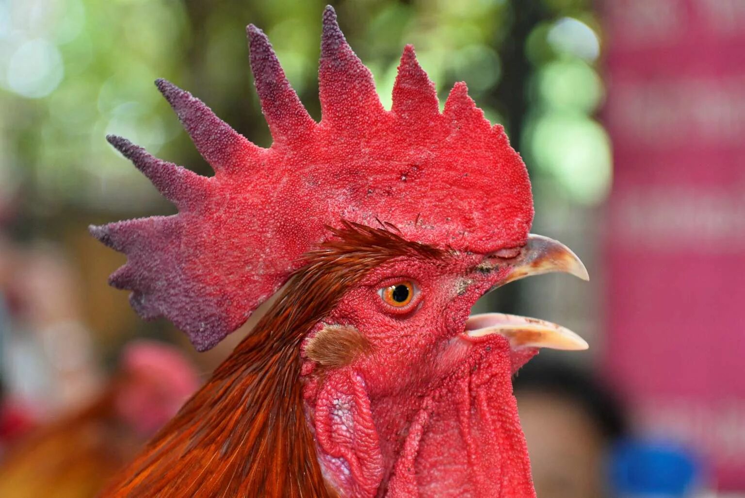Петух прикол. Гордый петух. Петух борзый. Петух птица гордая. Петух вблизи.