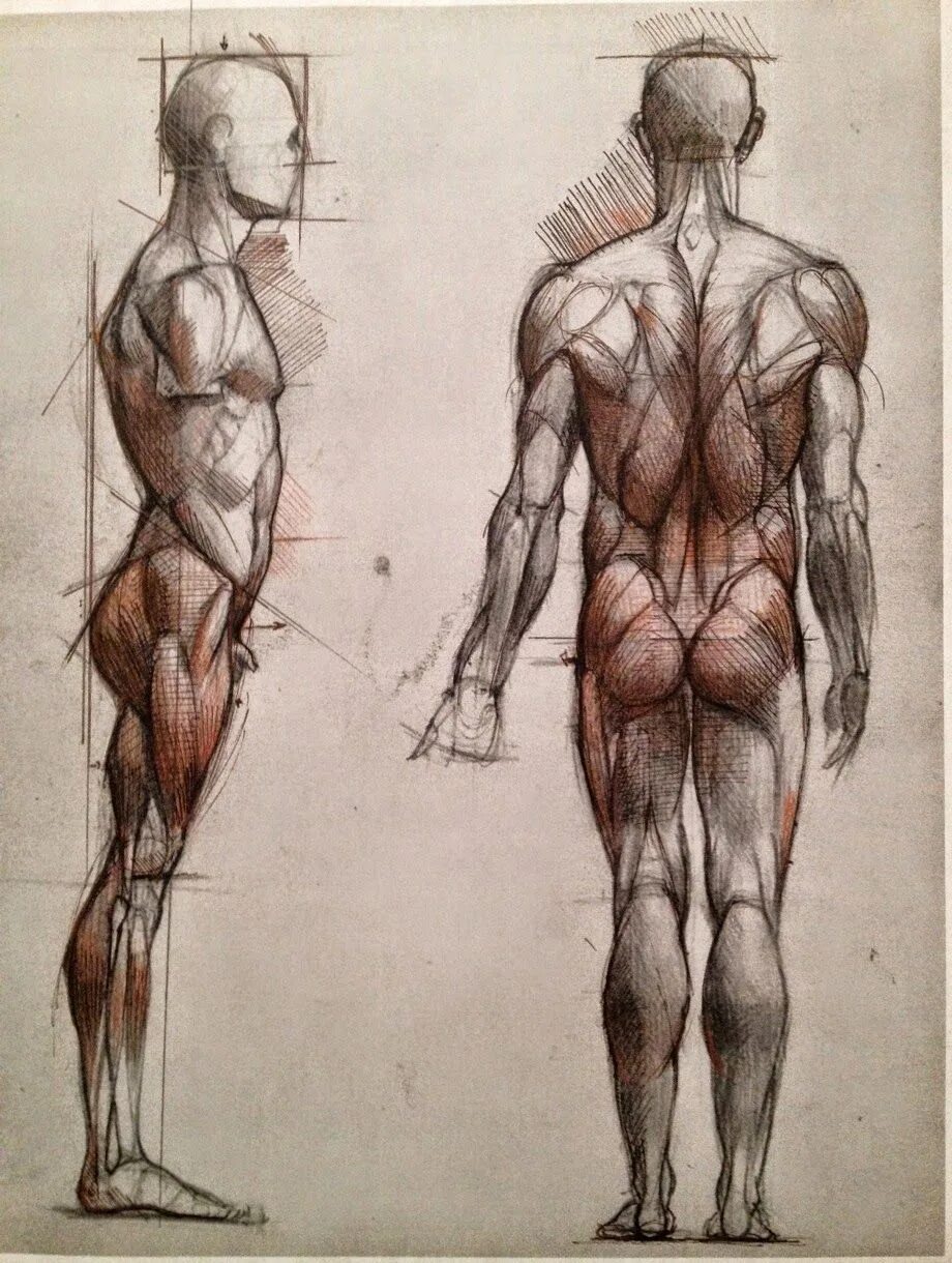 Фигура человека анатомия. Анатомия человека Баммес. Баммес анатомия женская фигура. Торс анатомия Баммес. Пропорции человека Баммес Готфрид.