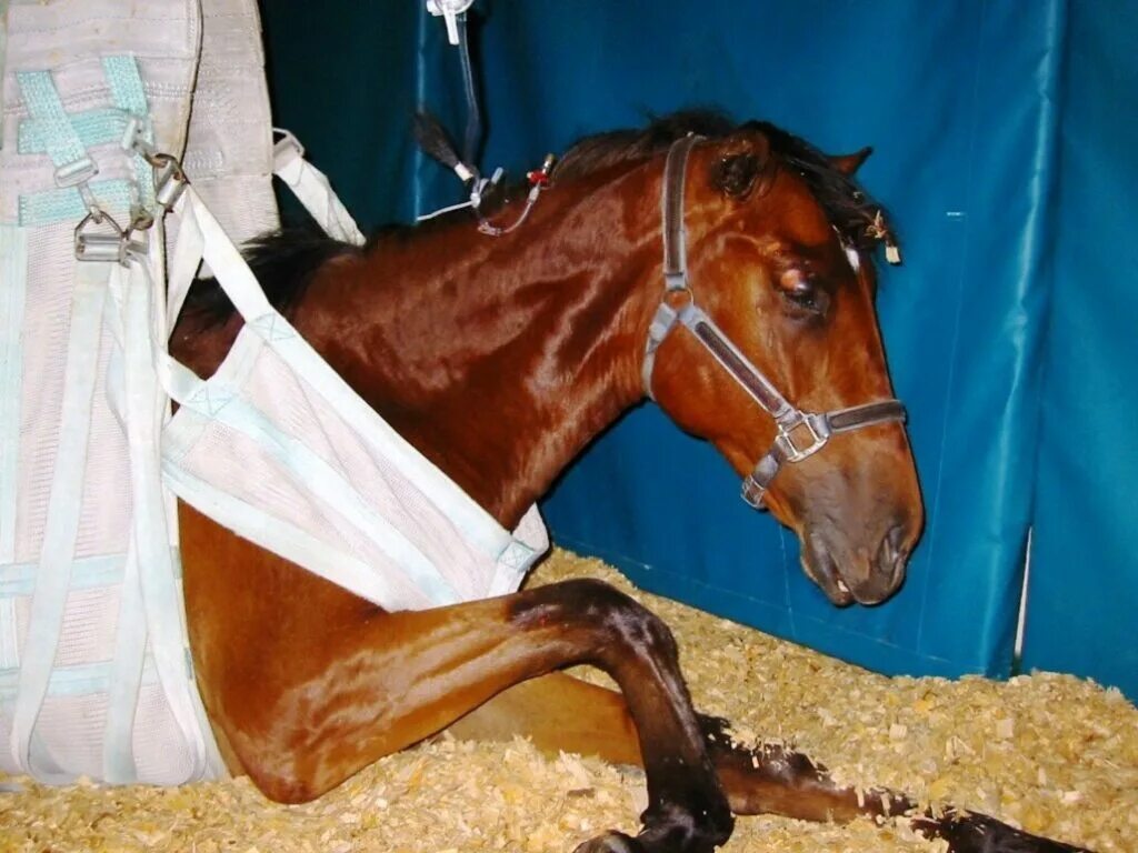 Лечить жеребят