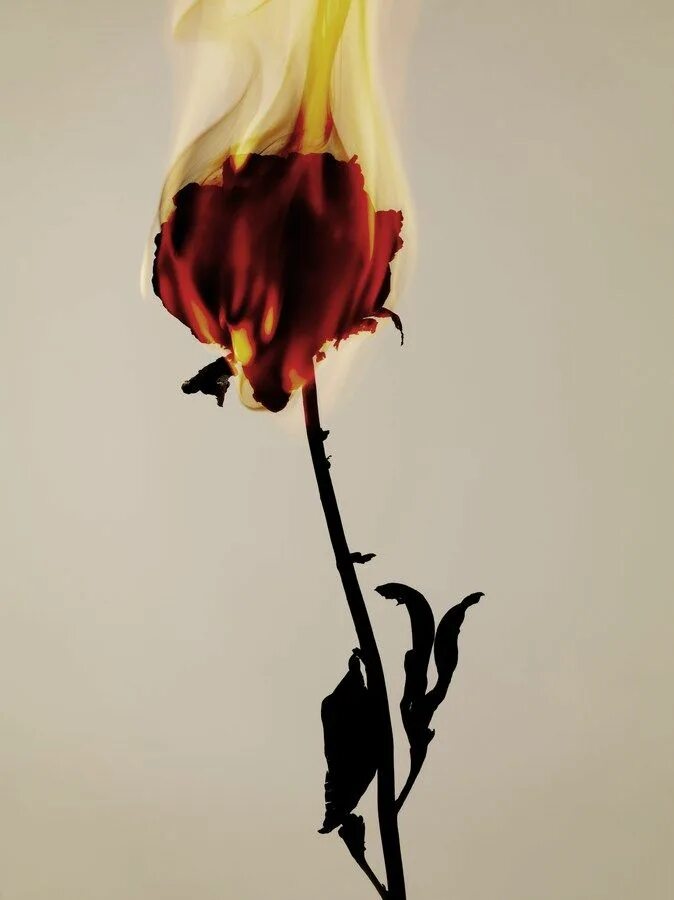 Burnt roses