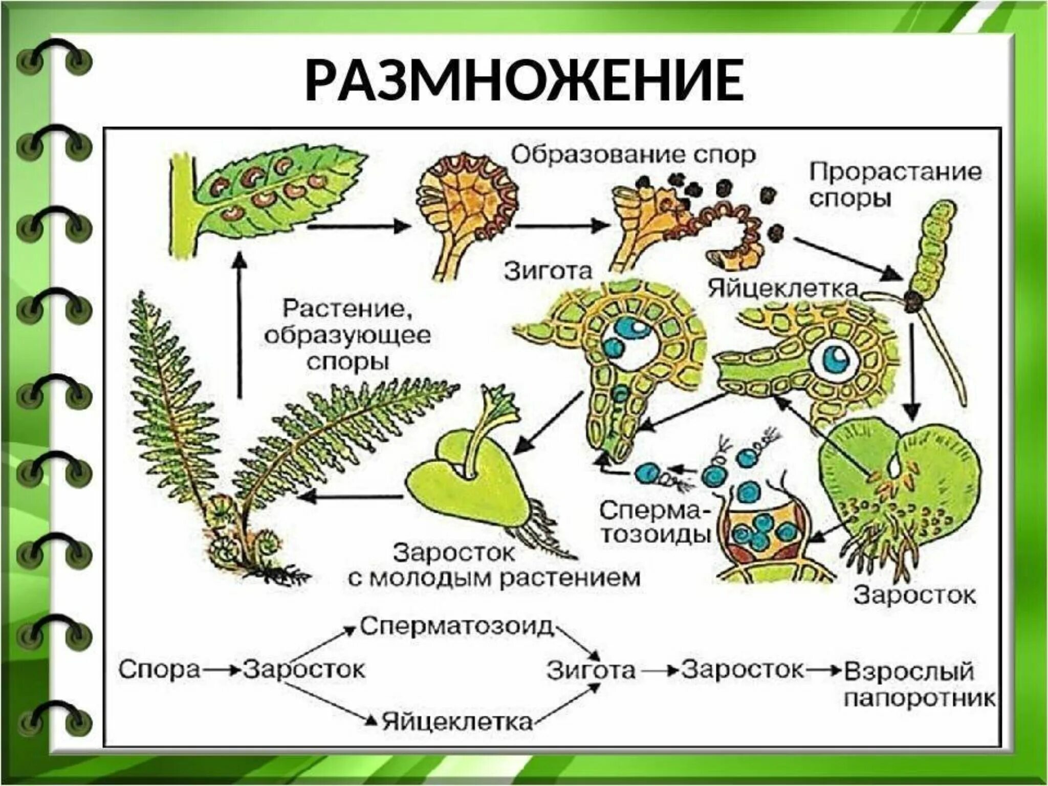 Размножение папоротников схема. Схема размножения спорх растений. Схема размножения споровых растений. Размножение споровых растений папоротники.