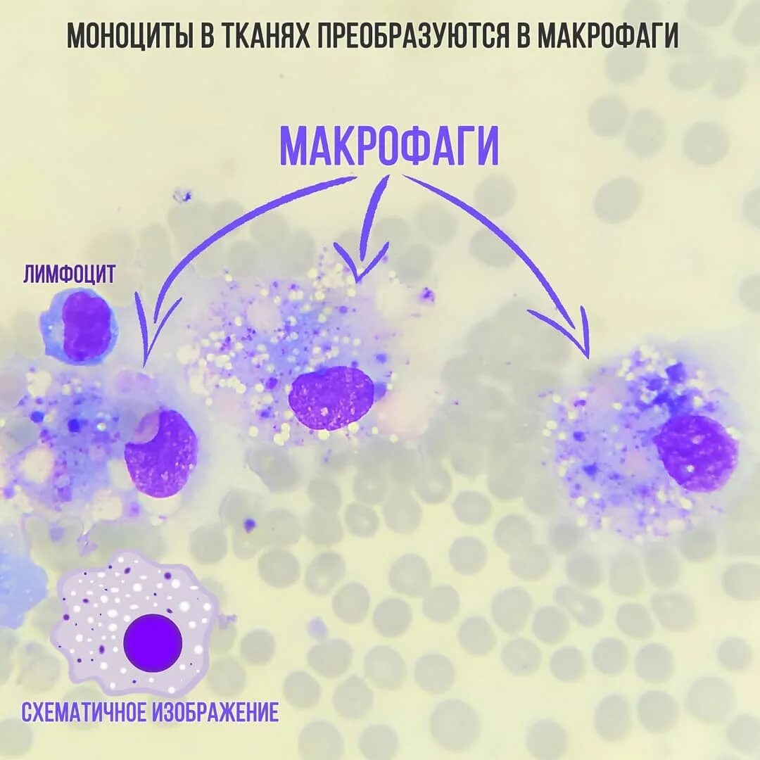Эритроциты макрофаги. Макрофаги, фагоциты, лимфоциты. Моноцитарные фагоциты. Моноциты макрофаги гистология. Т лимфоциты макрофаги в лимфоциты фагоциты.