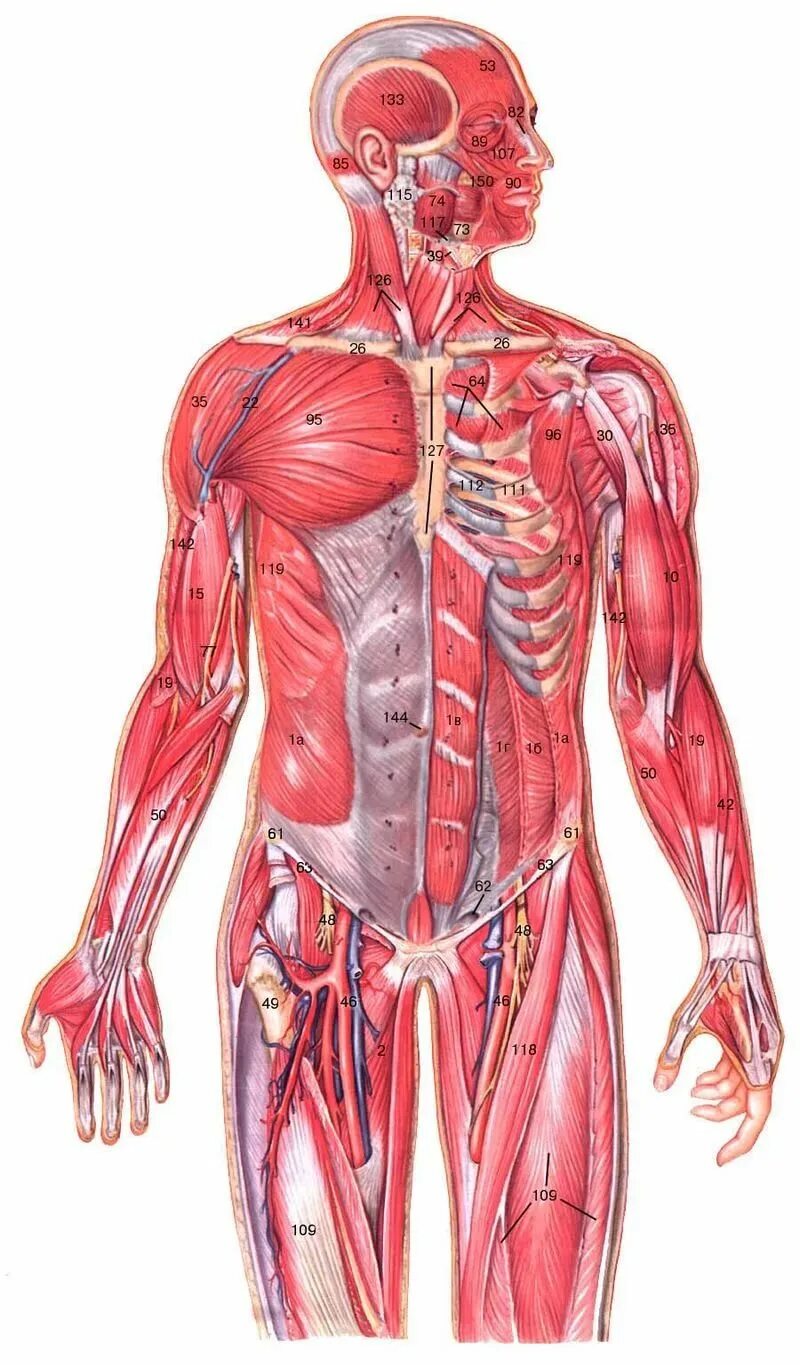 Мышцы орган человека. Организм человека. Строение тела человека. Человеческое тело.