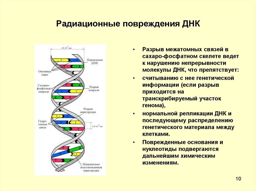 Одно из составляющих днк. Действие ионизирующего излучения на ДНК. Воздействие ионизирующих излучений на ДНК. Повреждение ДНК при помощи ионизирующего излучения. Первичные повреждения ДНК.