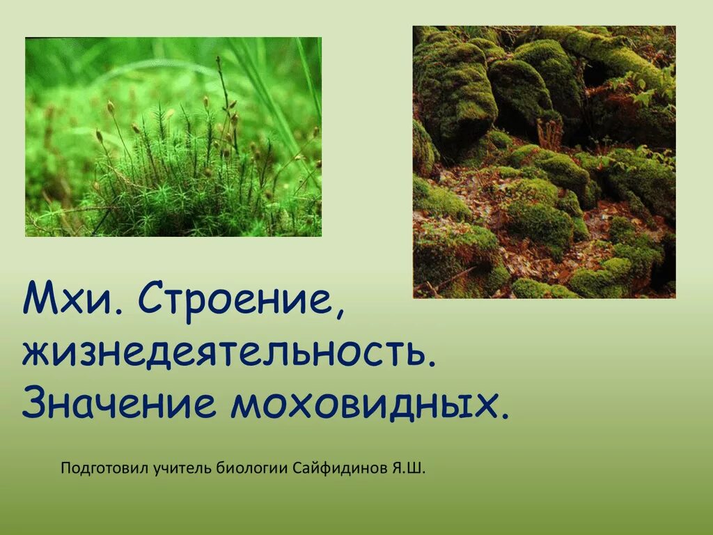 Что характерно для мхов. Листостебельные мхи. Биология отдел моховидный. Особенности жизнедеятельности мхов. Строение и жизнедеятельность мхов.