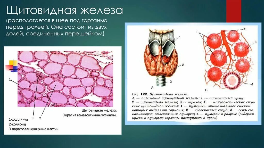 Строение фолликула щитовидной железы. Строение щитовидной железы человека гистология. Строение клеток щитовидной железы. Макроскопическое строение щитовидной железы.